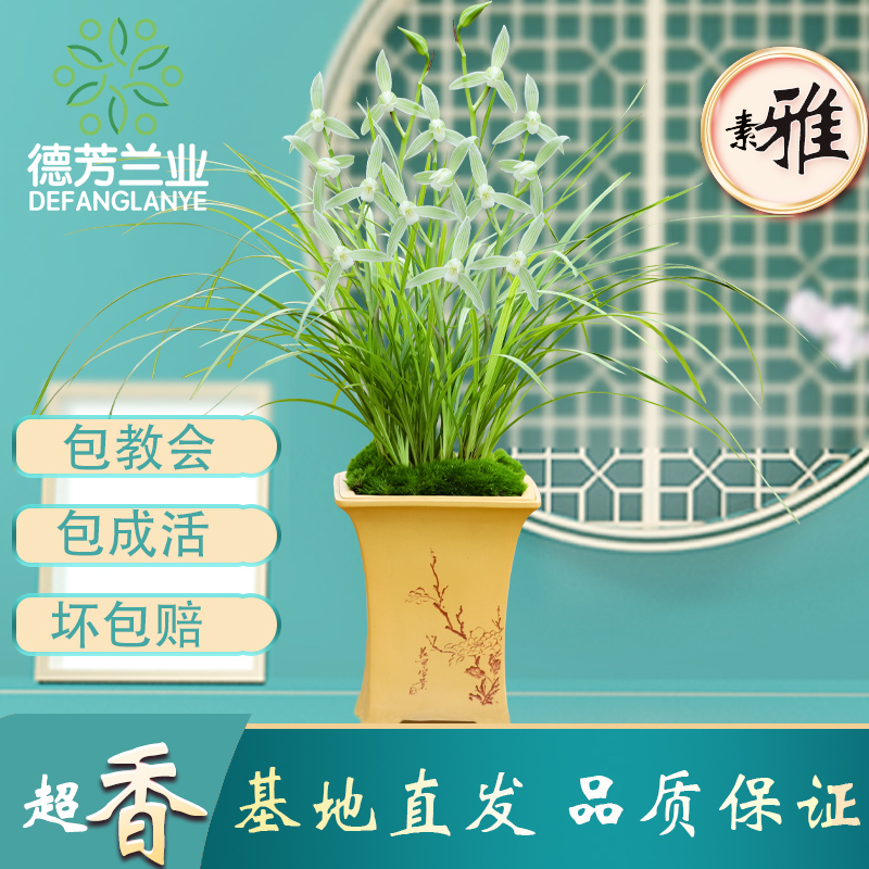 翁源兰花德芳兰业莲瓣兰碧龙玉素客厅阳台浓香型花卉绿植基地盆栽