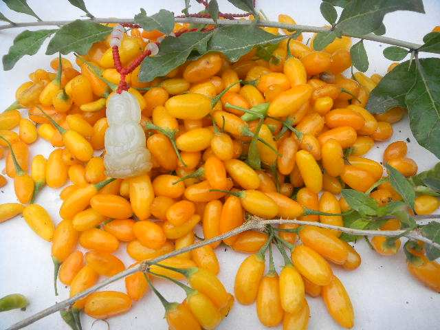 枸杞苗,黄枸杞苗水果苗 枸杞 名贵中药材 攀援植物 盆景枸杞盆栽