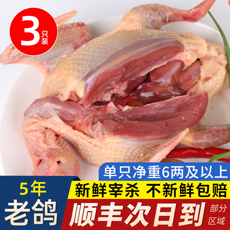 鸽子肉新鲜现杀5年老鸽子炖汤土鸽子