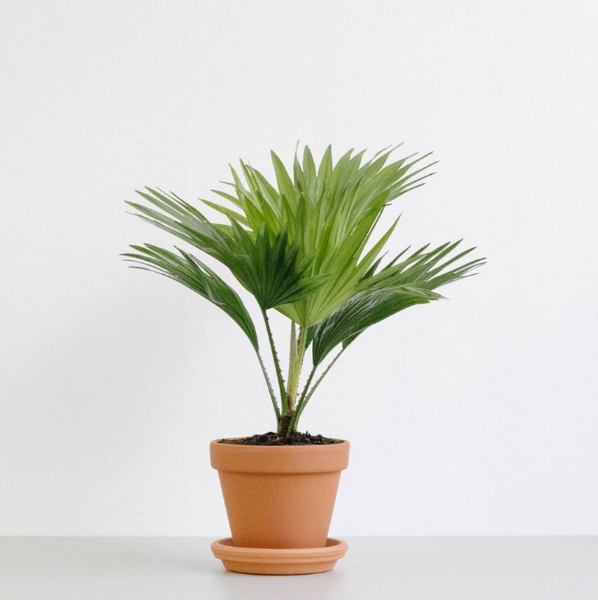 棕榈树优惠专场,最新打折特卖商品,淘宝天猫优惠券领取-35优惠券网站