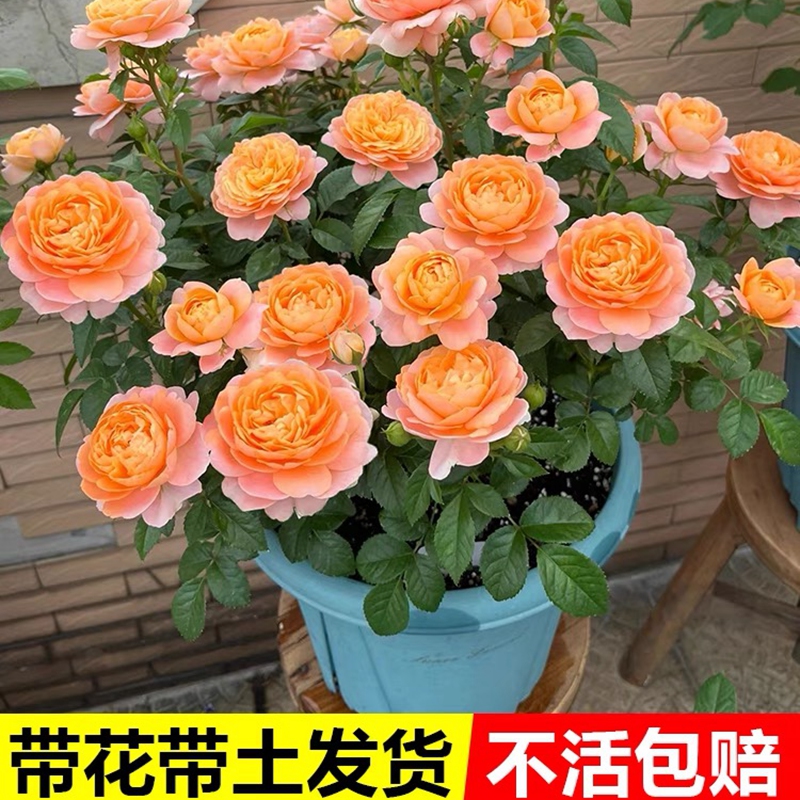 四季开花灌木月季艾莎果汁花卉盆栽阳台庭院办公室植物玫瑰蔷薇苗