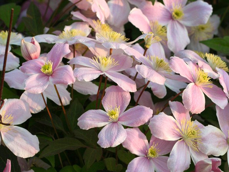 小亦花园【香水】铁线莲蒙大拿组 不耐热 c011