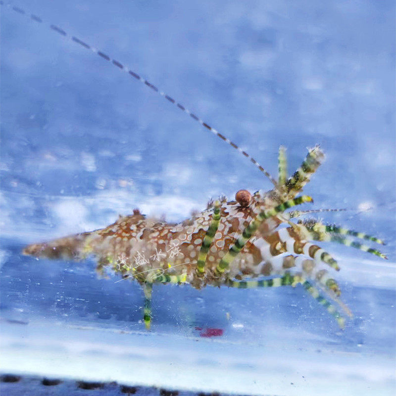 假绵羊虾 海缸除藻虾 海水清洁虾 除垃圾葵薄荷虾观赏工具虾活体