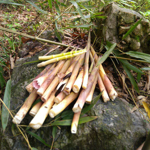 新鲜小笋子2000g农家现挖野生山毛竹甜春笋湖南邵阳特产时令蔬菜