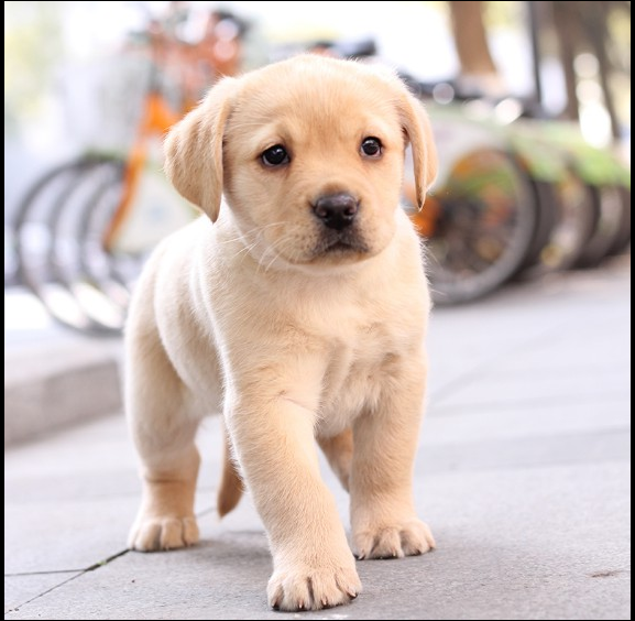 小土狗幼犬中华田园犬黄狗纯种田园犬黑色白色看家小土狗幼崽活体