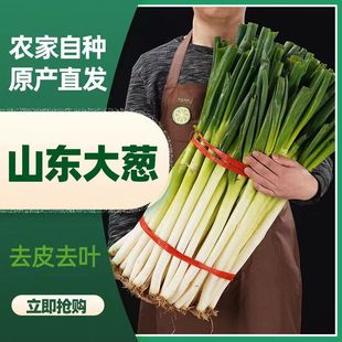 现挖现发山东大葱铁杆葱笨葱蘸酱新鲜蔬菜非章丘大葱5斤3斤10斤