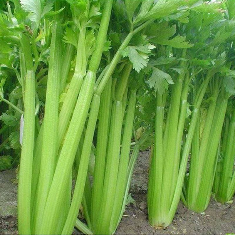 进口高产芹菜种子 四季西芹 进口【西雅图】高产大面积农户用种