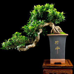 大型榕树盆景图片