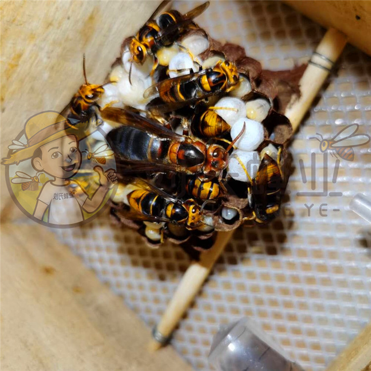 七里蜂王七里游鬼罗蜂胡蜂马蜂蜂王刘氏蜂业畜牧养殖场