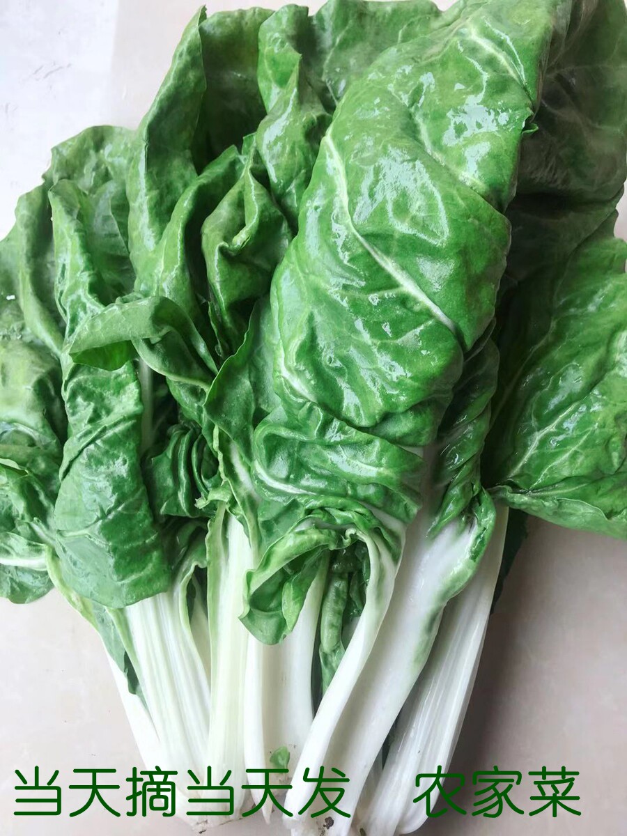 四川瓢儿菜农家现摘瓢儿菠厚皮菜厚叶菜新鲜蔬菜3斤5斤任选包邮