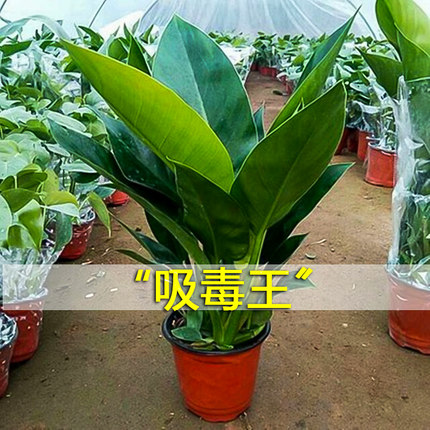 金钻盆栽植物绿萝箩水培绿植豆瓣绿碧玉绿植办公室内吸除甲醛好养