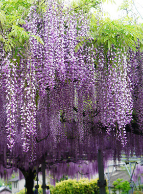 熊野树苗爬藤盆栽花架栅栏紫藤花