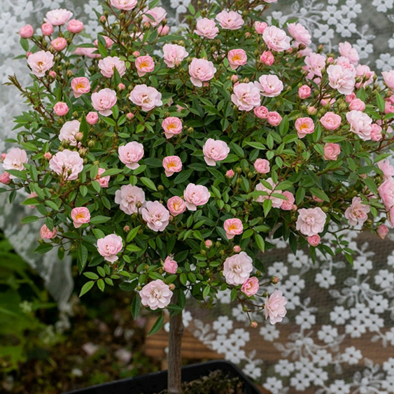 超微棒棒糖月季花苗盆栽群开花朵非常小四季阳台露台庭院花卉植物