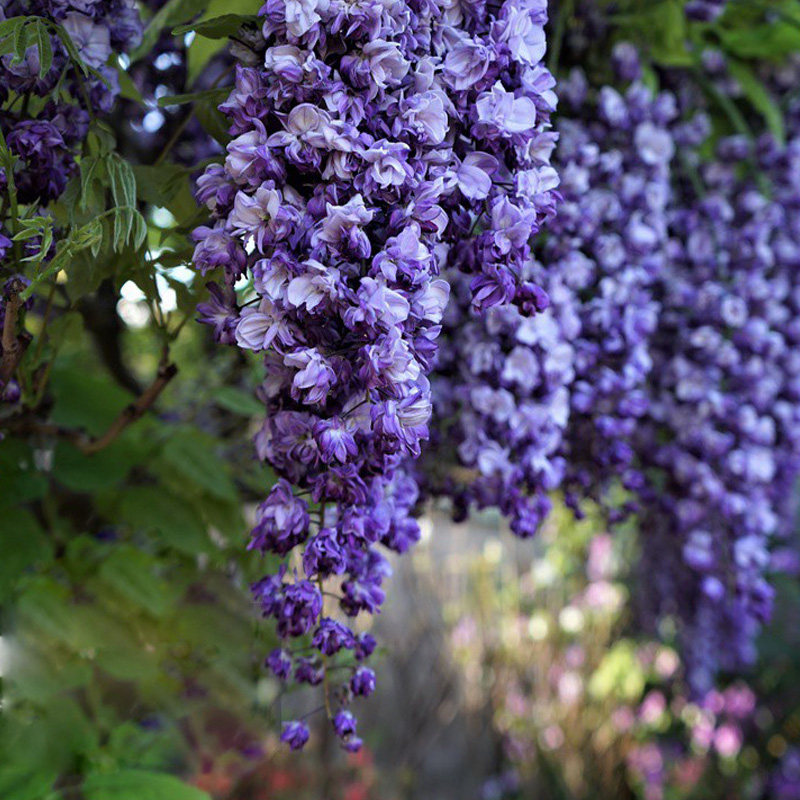 特价紫藤花树苗