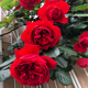 佛罗伦蒂娜藤本月季花大苗庭院阳台盆栽大花浓香佛洛伦萨正红色花