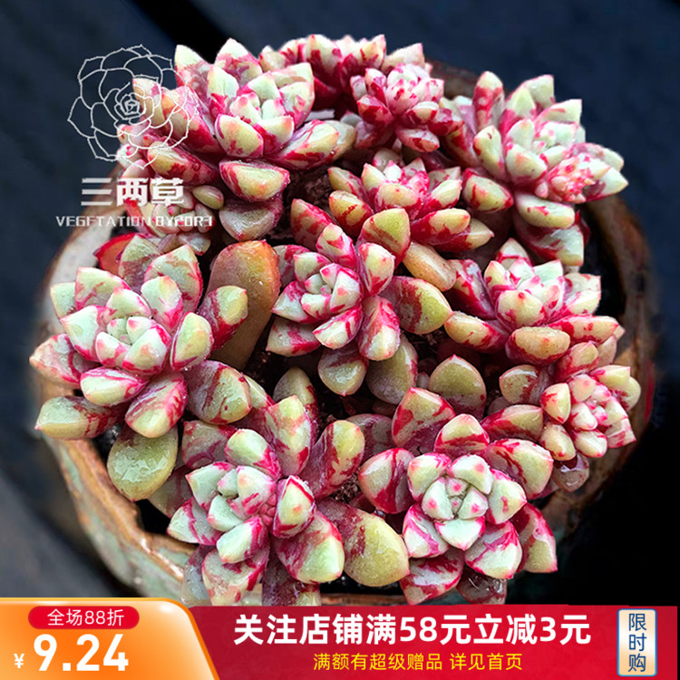 【一物一拍】雪燕血雁血滴子 小萌物 萌肉组合 多肉植物 散装组合