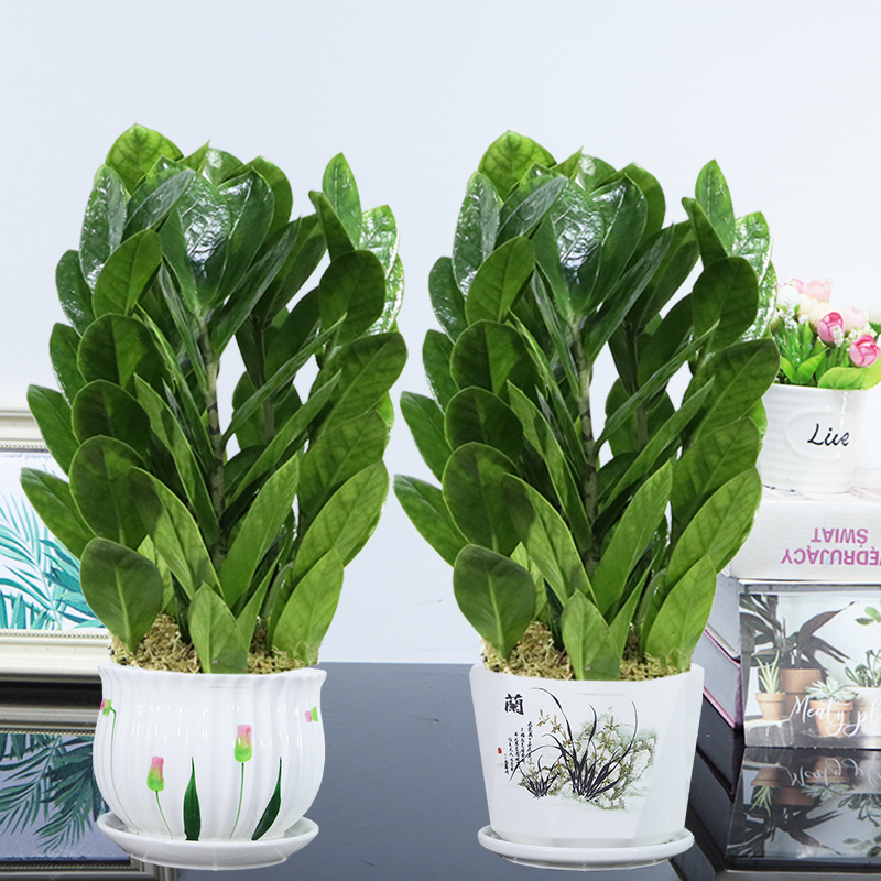 树盆栽绿植物四季常绿观赏摇钱树发财树办公室内客厅水培植物优惠券