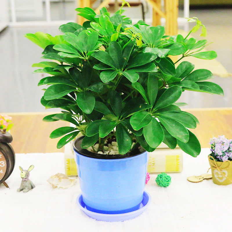 盆栽花卉八方