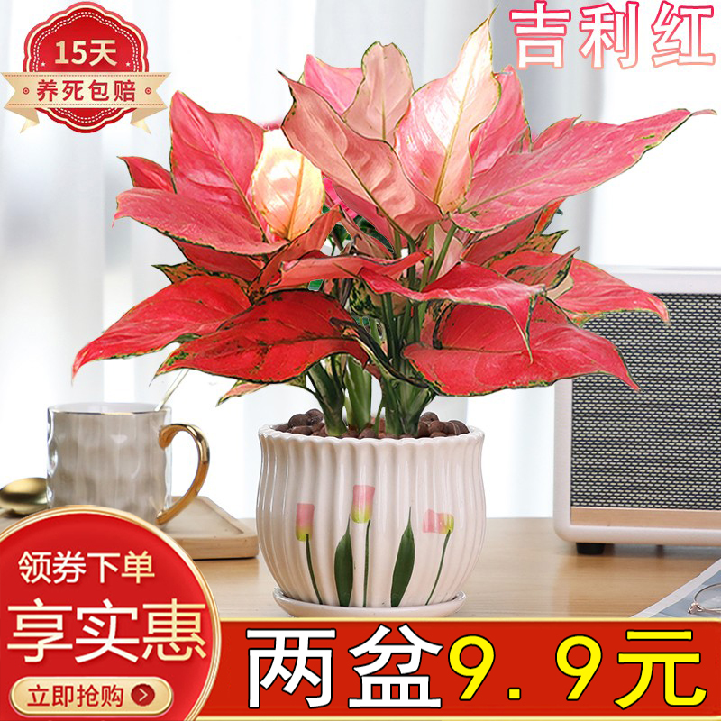 吉利红盆栽绿植花卉室内客厅桌面四季