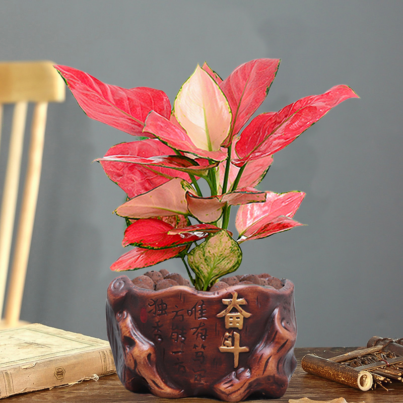 吉利红如意皇后中式陶瓷盆栽绿植花卉