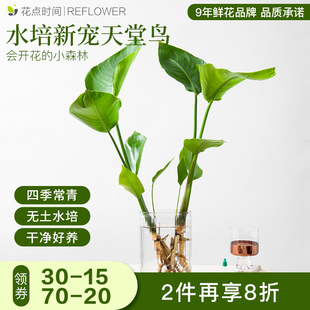 花点时间水培植物天堂鸟龟背竹叶玛丽安桌面小办公室绿植室内好养