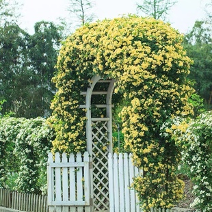 白木香花苗七里香盆栽爬藤植物浓香甜蜜红黄木香四季庭院花卉