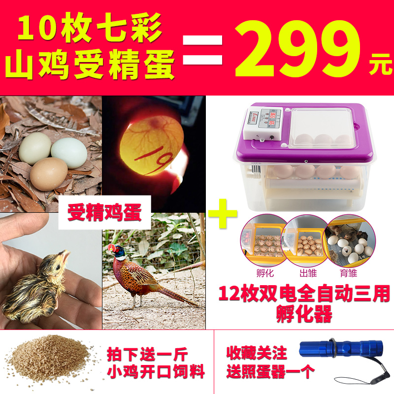 苍牧 七彩山鸡 受精蛋 双电 全自动孵化 出雏育雏器 10枚批发包邮|ruв категории водной мясо/свежие фрукты и овощи/еда, яйца/яичные продукты, свежие яйца, яйца - от Buy2taobao.com для оказания профессиональной услуги покупки агента Taobao