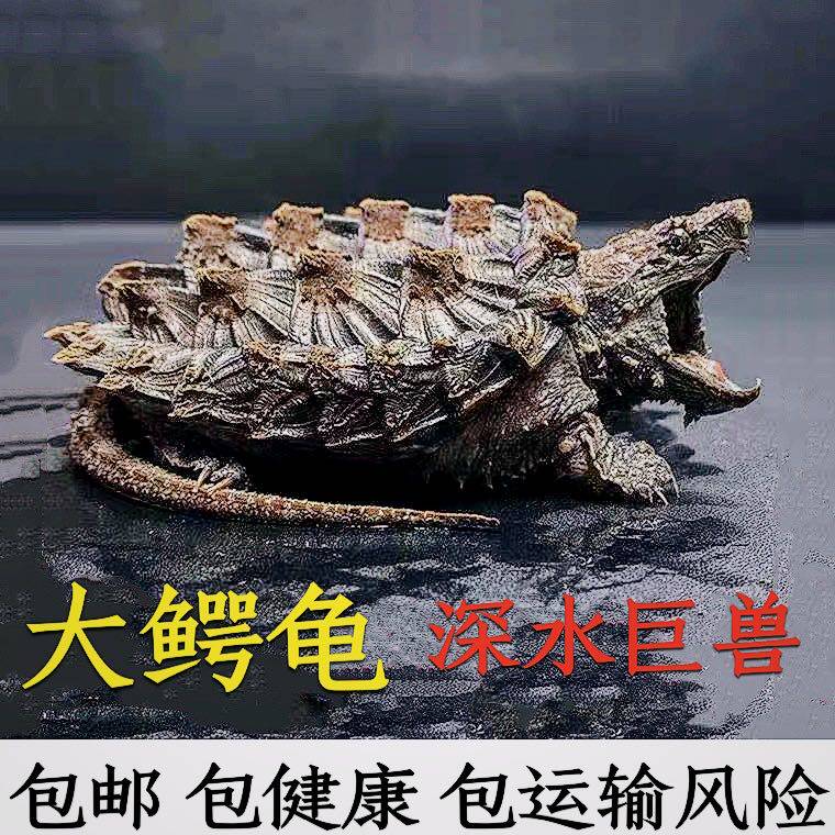 大鳄龟真鳄龟-特价促销-优惠券领取-价格|多少钱|什么牌子好-35优惠券