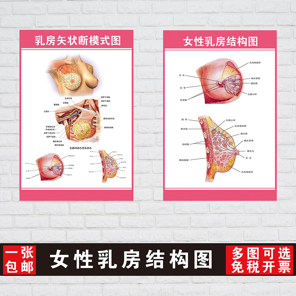 乳房矢状断横式图医院大挂图人体经络穴位图中医养生保健海报