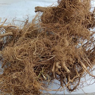 野生黄菊花根干品 野山菊根农家自挖500克自然晒干2斤送半斤 实拍