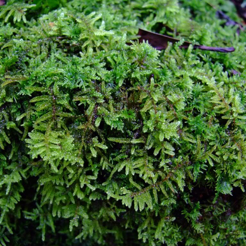 大灰藓一平方米 鲜活苔藓青苔 假山吸水石水陆缸盆景微景观养乌龟