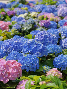 绣球花苗无尽夏四季开花绣球花盆栽带花庭院花卉室内植物带花发货