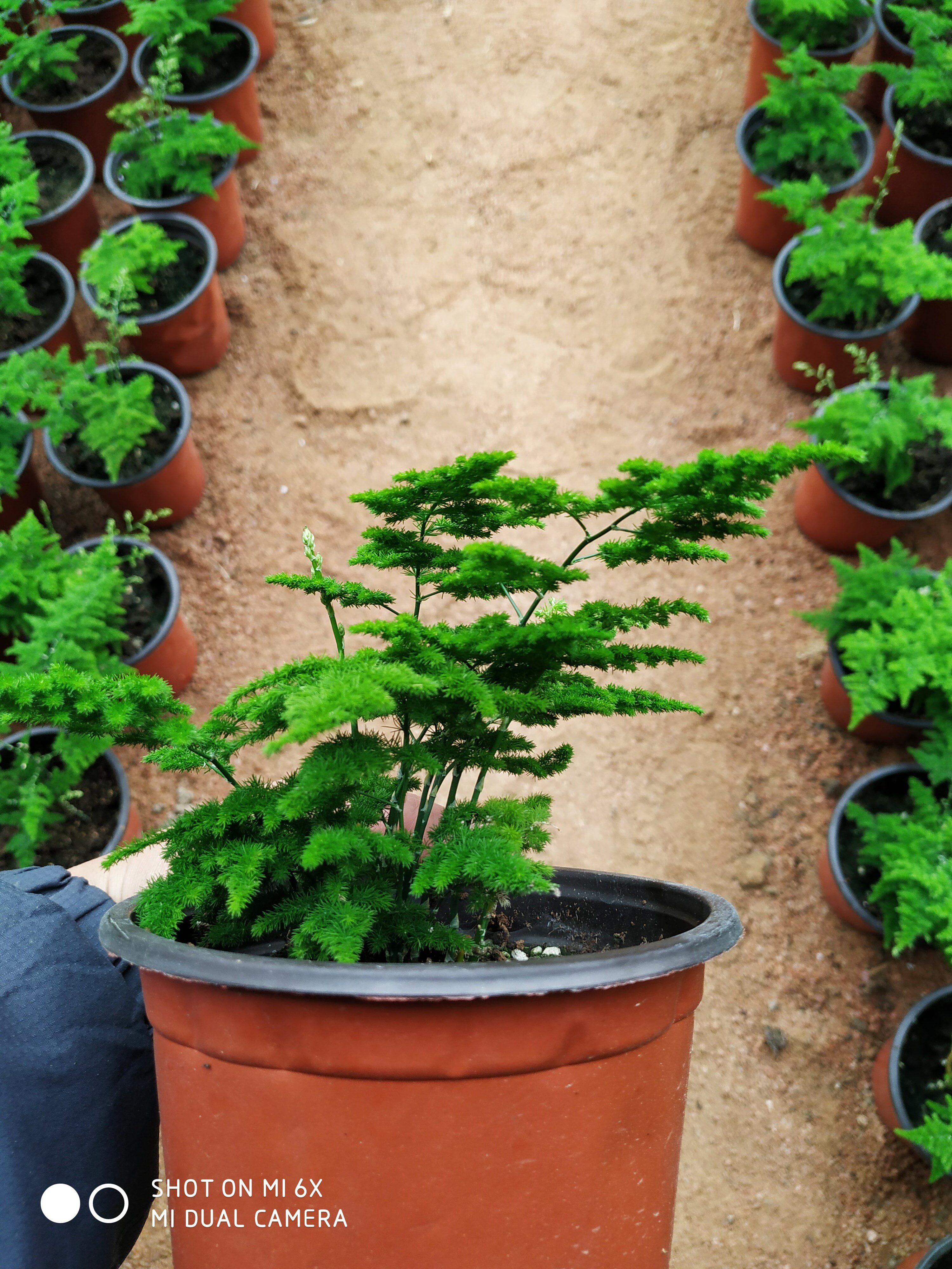 唐山云竹 盆景包邮自产自销原盆 唐山云竹 文竹球 矮生云竹 云竹