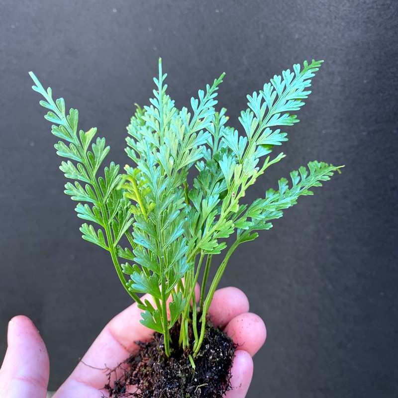 四季绿植小凤尾草绿植盆栽雨林景观缸造景水岸植物水陆缸好养tjj