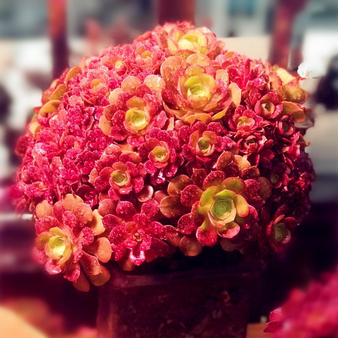 玫瑰法师朵朵缀 韩货稀有品种贵货 多肉植物盆栽绿植花卉