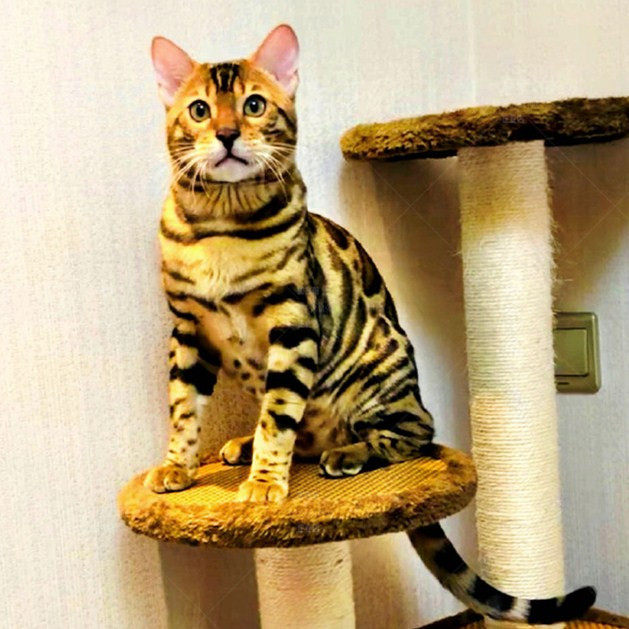 上海猫舍出售纯种双血统孟加拉豹猫国外引进高品质家养宠物猫有证_不
