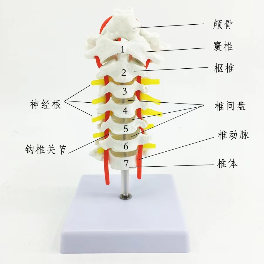 自然大人体颈椎带颈动脉s后枕骨椎间盘与神经骨科模型颈椎枕骨模