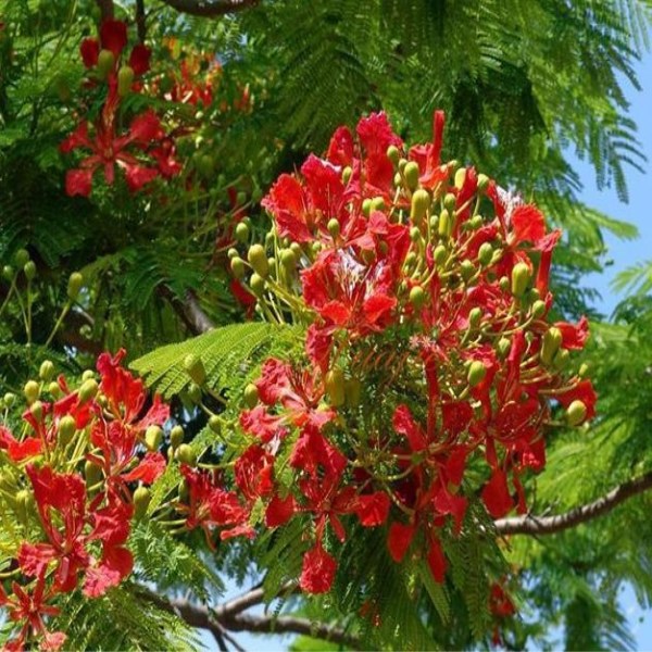 Botany outdoor Jacaranda Sapling Mosquito repellent Maple Flame courtyard Four seasons Famous and precious suit Poinciana North Safflowerin the Flower delivery/Flowers simulation/Plants gardening , Garden Plants/Trees/Fruit tree, Trees/Arbor category - from Buy2taobao.com to provide professional Taobao agent buy service