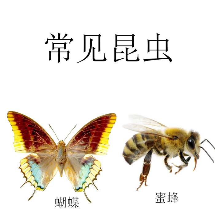 幼儿园教师教学教具卡片常见昆虫认知卡认识昆虫卡片大卡
