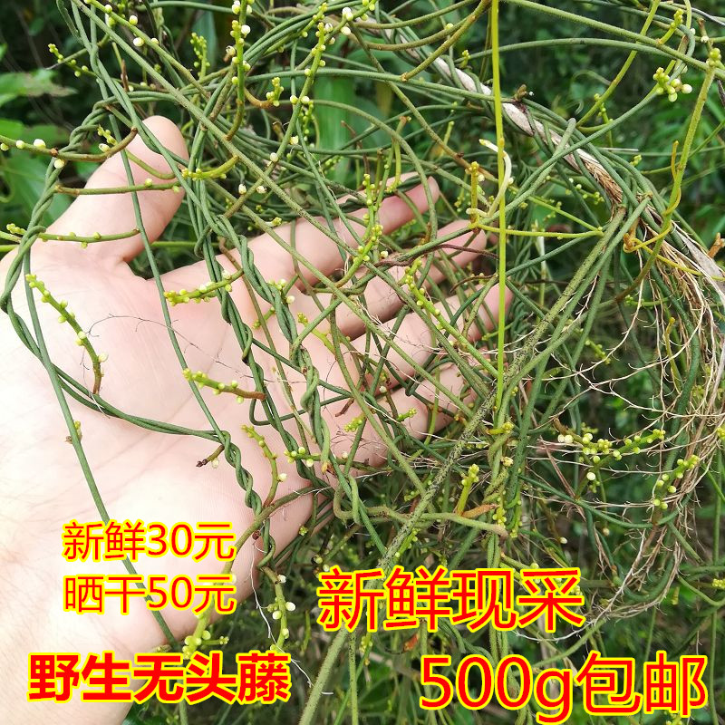 新鲜野生无根藤 无头藤 无娘藤金丝藤 罗网藤无根草 干鲜任选500g