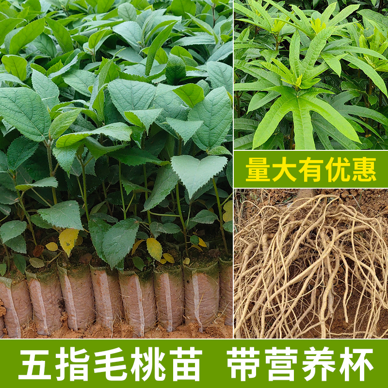 广西五指毛桃苗正宗五叉虎树中药材可种植产地带土发货常绿易成活