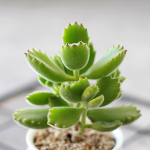 包邮 多肉植物 熊童子套装含白瓷花盆种植土 办公室桌面多肉盆栽