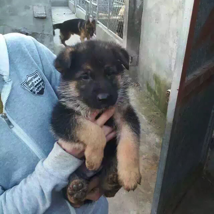 上海犬舍双血统赛级纯种德国羊犬幼犬活体德牧幼崽宠物狗狗出售