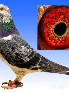 麒麟花信鸽/原配血统鸽/苍白种鸽