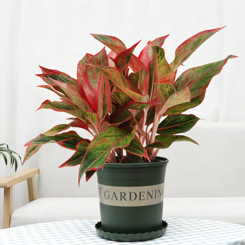 万年红盆栽植物室内四季好养办公室如意皇后水培养吸甲醛绿植花卉