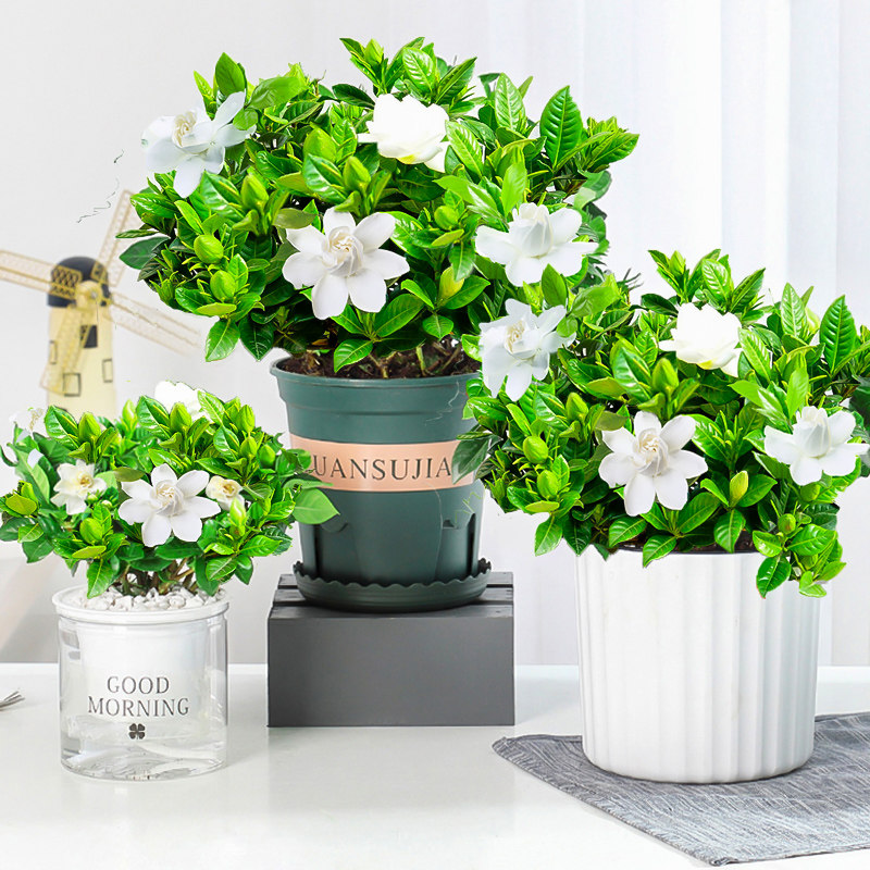 栀子花盆栽带花苞四季花卉室内客厅观花植物枝枝花浓香型好养的花