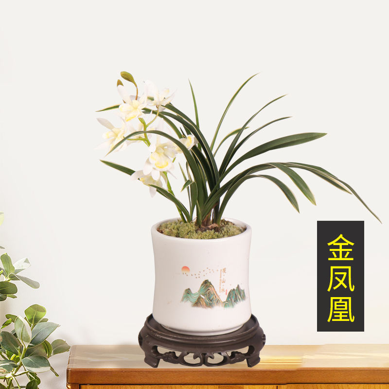 建兰名品【金凤凰】金边带陶瓷盆花大色艳种植客厅花卉种植绿植盆