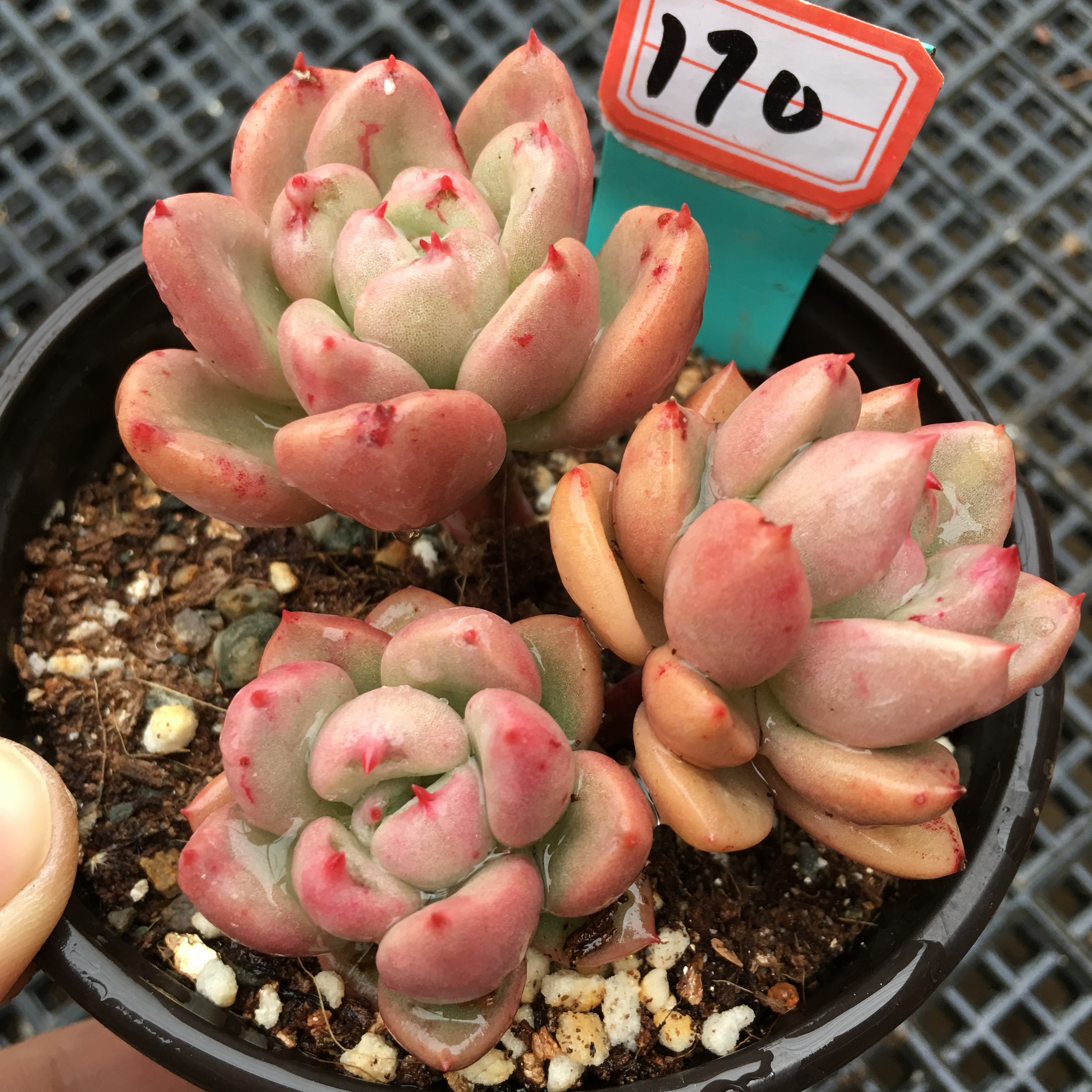 一折多肉植物奶油鳄梨