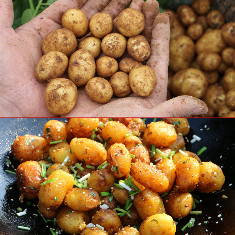 迷你乒乓球大小东北小土豆五斤小马铃薯土豆仔新鲜农家小土豆5斤