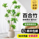 百合竹客厅绿植室内大型落地式大盆栽办公室四季常青真花植物摆件